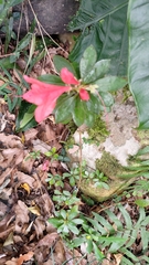 Rhododendron simsii