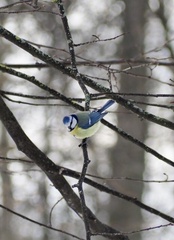 Cyanistes caeruleus