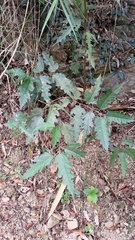 Ficus irisana