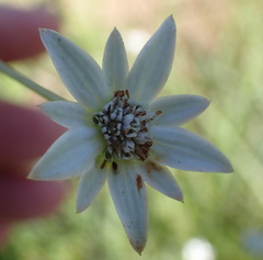 Alepidea peduncularis
