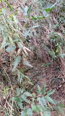 Ficus irisana