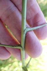 Alepidea peduncularis