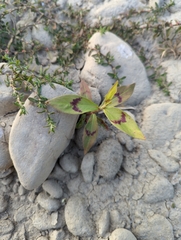 Persicaria barbata