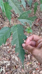 Ficus irisana