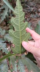 Ficus irisana