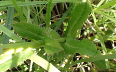 Alepidea peduncularis