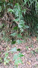 Eupatorium tashiroi