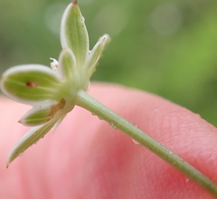 Alepidea peduncularis