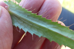 Alepidea peduncularis