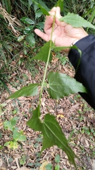 Eupatorium tashiroi