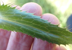 Alepidea peduncularis