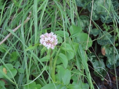 Valeriana italica