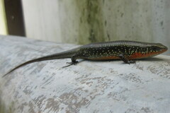 Eutropis macularia