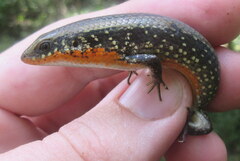 Eutropis macularia
