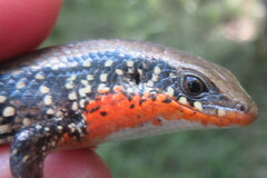 Eutropis macularia