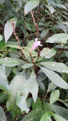 Strobilanthes longispicatus