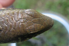 Eutropis macularia