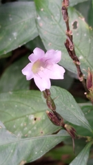Strobilanthes longispicatus
