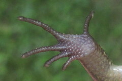 Eutropis macularia