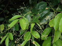 Cinnamomum iners