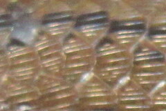 Eutropis macularia