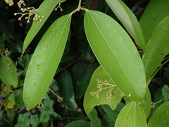 Cinnamomum iners