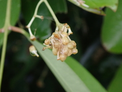 Cinnamomum iners