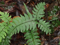 Adiantum latifolium