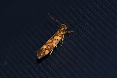 Macrobathra chrysospila