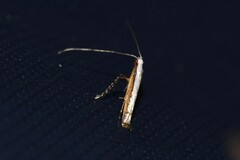 Acrocercops