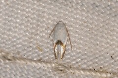 Opostegoides gephyraea