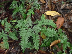 Adiantum latifolium