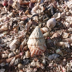 Bembicium auratum