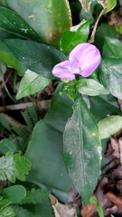 Dicliptera tinctoria