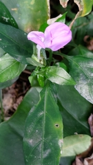 Dicliptera tinctoria