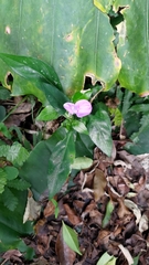 Dicliptera tinctoria