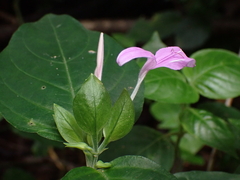 Dicliptera tinctoria