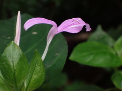 Dicliptera tinctoria