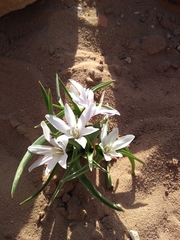 Ornithogalum baeticum