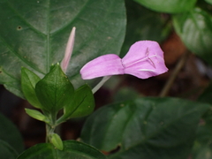 Dicliptera tinctoria