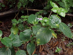 Dicliptera tinctoria