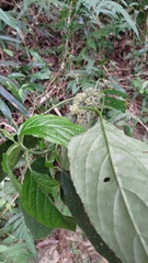 Paraphlomis tomentosocapitata