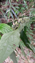 Paraphlomis tomentosocapitata