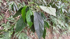 Paraphlomis tomentosocapitata