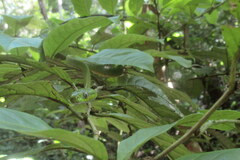 Boiga cyanea