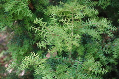 Acrotriche divaricata