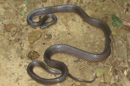 Photo of a Greater Black Krait (Bungarus niger)