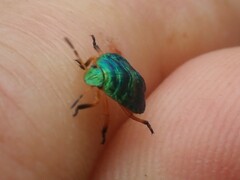 Erachtheus lutulentus