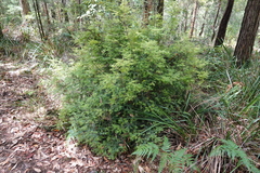 Acrotriche divaricata