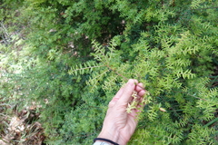 Acrotriche divaricata